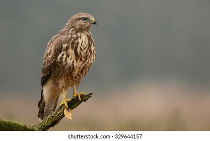 Common Buzzard (buteo Buteo)