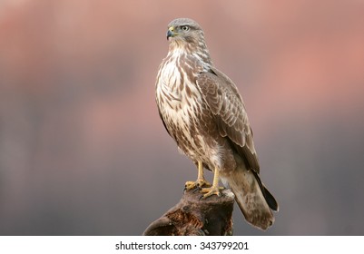 Common Buzzard (Buteo Buteo)