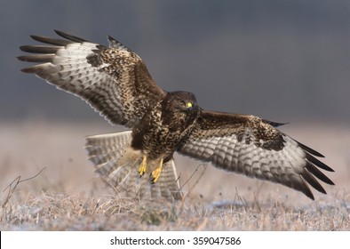 Common Buzzard (Buteo Buteo)