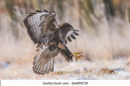 Common Buzzard (Buteo Buteo)