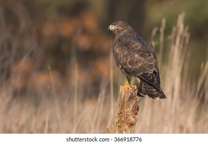 Common Buzzard (Buteo Buteo)