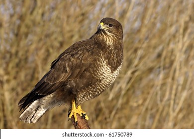 Common Buzzard (Buteo Buteo)