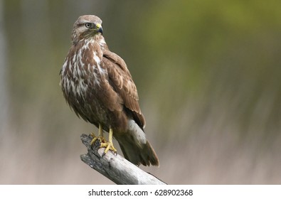 Common Buzzard (Buteo Buteo)