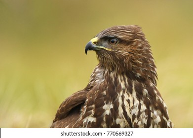 Common Buzzard (Buteo Buteo)