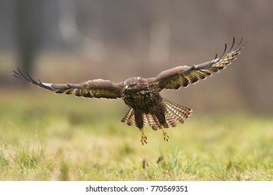 Common Buzzard (Buteo Buteo)