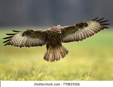 Common buzzard (Buteo buteo)