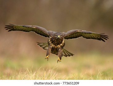 Common Buzzard (Buteo Buteo)