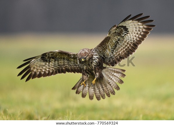 Common Buzzard Buteo Buteo Stock Photo (Edit Now) 770569324 Buteo Buteo