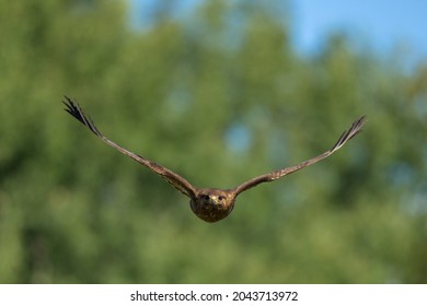 Common Buzzard (Buteo buteo) approaching in low flight