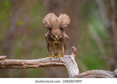 Common buzzard, Buteo Buteo, bird of prey perched in a tree in a forest - Powered by Shutterstock
