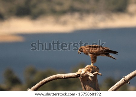 The common buzzard (Buteo buteo) feeding the death rabbit on the branch. The common buzzard with a peace of the meat in the beak. Blue background.