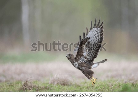 Common buzzard Buteo buteo in the fields in autumn, buzzards in natural habitat, hawk bird on the meadow, predatory bird close up