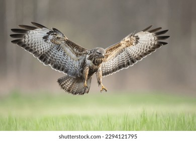 Common buzzard Buteo buteo in the fields, buzzards in natural habitat, hawk bird on the ground, predatory bird close up, spring 