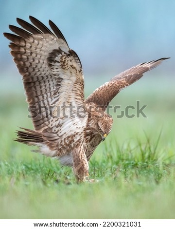 Common buzzard (Buteo buteo) in the fields, buzzards in natural habitat, hawk bird on the ground, predatory bird close up flying bird