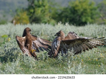 Common Buzzard (Buteo Buteo) Is Fighting With Western Marsh Harrier (Circus Aeruginosus), Both Females, For The Prey. Fight In The Grass Of Two Birds Of Prey