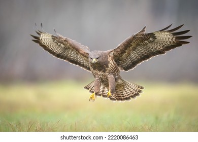 Common buzzard Buteo buteo in flight, buzzards in natural habitat, hawk bird landing on the ground, predatory bird close up	