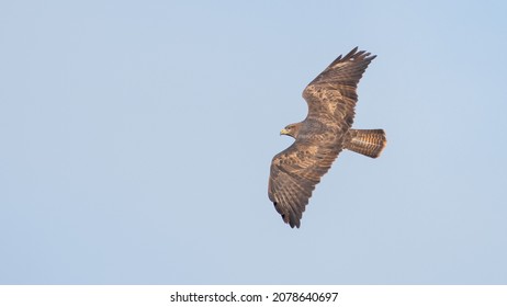 Common Buzzard (Buteo Buteo) In Flight, UK