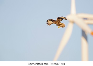 A Common buzzard (Buteo buteo) In flight with wind turbines in the background.