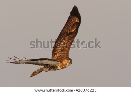 Awesome bird of prey in flight