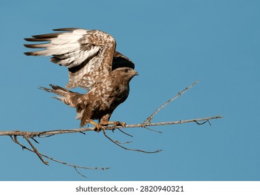 The common buzzard (Buteo buteo) is a medium-sized bird of prey with a large range.
