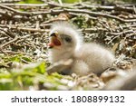 Common buzzard chick in the nest, Buteo buteo buzzard fledgling chick close up in the buzzards nest, photo taken by climbing on the tree in natural habitat