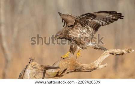 Common Buzzard in early spring at a wet forest