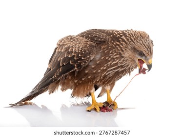 Common buzzard eating a mouse in front of white background