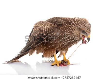 Common buzzard eating a mouse in front of white background