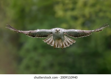 Common buzzard in flight with wings spread wide horizontal.