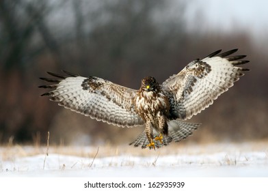 7,134 Buzzard flying Images, Stock Photos & Vectors | Shutterstock