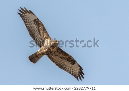 Common buzzard flying and looking to the ground for prey