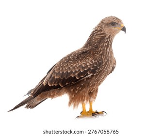Common buzzard in front of white background