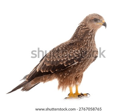 Common buzzard in front of white background