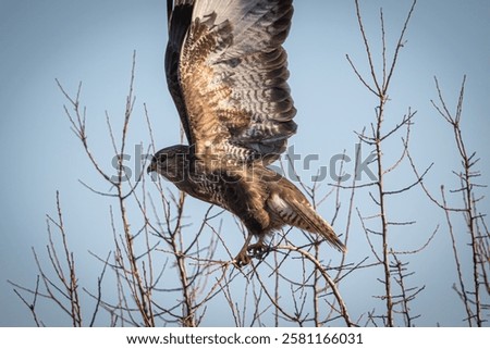A common buzzard jumping in attack
