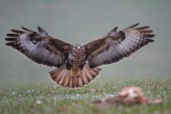 Common Buzzard Landing On The Target. Carnivore. BIrds Of Prey. European Birds. Buteo Buteo. Czech Wildlife Photography.