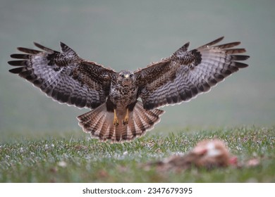 Common Buzzard landing on the target. Carnivore. BIrds of prey. European birds. Buteo buteo. Czech wildlife photography.