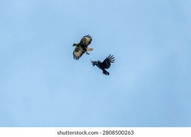 the common buzzard a medium to large bird of prey being chased away by the carrion crow corvus corone a passerine bird of the family corvidae
