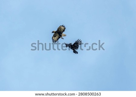 the common buzzard a medium to large bird of prey being chased away by the carrion crow corvus corone a passerine bird of the family corvidae
