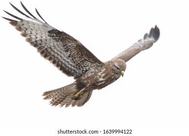 Common buzzard is middle size bird of pray - Shutterstock ID 1639994122