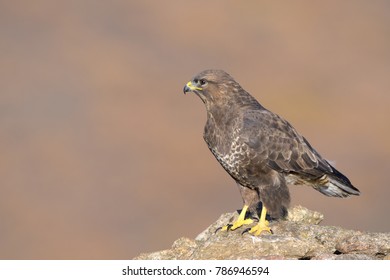 Common Buzzard on the mountain rocks - Shutterstock ID 786946594