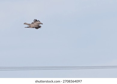Common buzzard perched among branches at National Botanic Gardens Dublin Ireland hunts small mammals birds and carrion typical of European woodland raptors