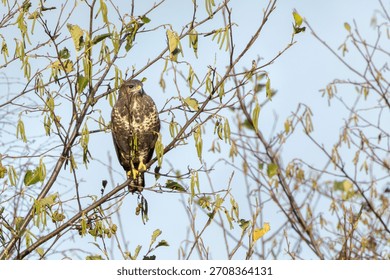 Common buzzard perched among branches at National Botanic Gardens Dublin Ireland hunts small mammals birds and carrion typical of European woodland raptors