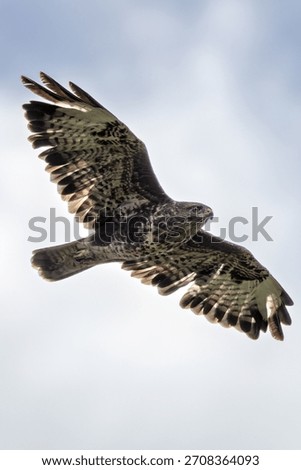 Common buzzard perched among branches at National Botanic Gardens Dublin Ireland hunts small mammals birds and carrion typical of European woodland raptors