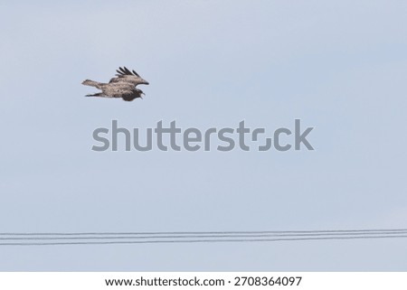 Common buzzard perched among branches at National Botanic Gardens Dublin Ireland hunts small mammals birds and carrion typical of European woodland raptors