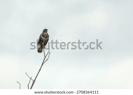 Common buzzard perched among branches at National Botanic Gardens Dublin Ireland hunts small mammals birds and carrion typical of European woodland raptors