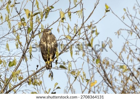 Common buzzard perched among branches at National Botanic Gardens Dublin Ireland hunts small mammals birds and carrion typical of European woodland raptors