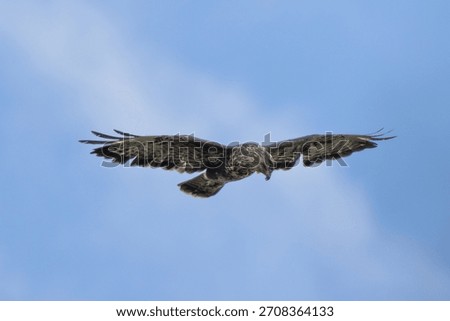 Common buzzard perched among branches at National Botanic Gardens Dublin Ireland hunts small mammals birds and carrion typical of European woodland raptors