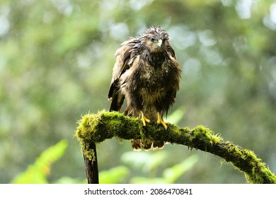 Common buzzard perched on a moss covered branch in heavy rain.
