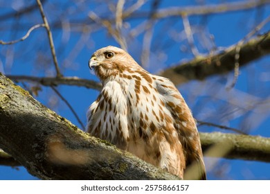 common buzzard perching on a tree branch on a sunny day close-up