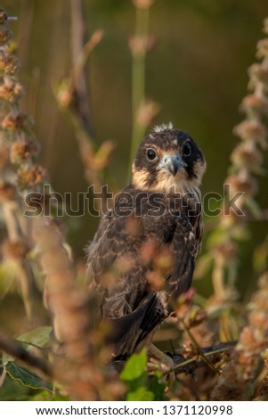 Common buzzard side protrait